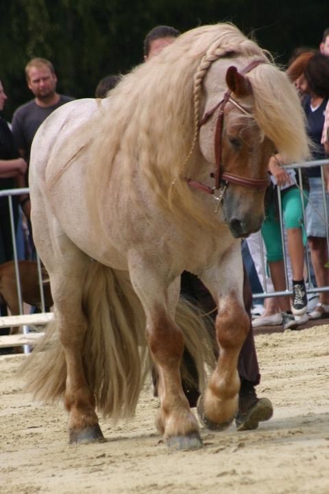 Ardennes Horse Canada